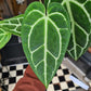 An Anthurium Crystallium plant also known as a Strap Flower plant in front of Urban Tropicana&