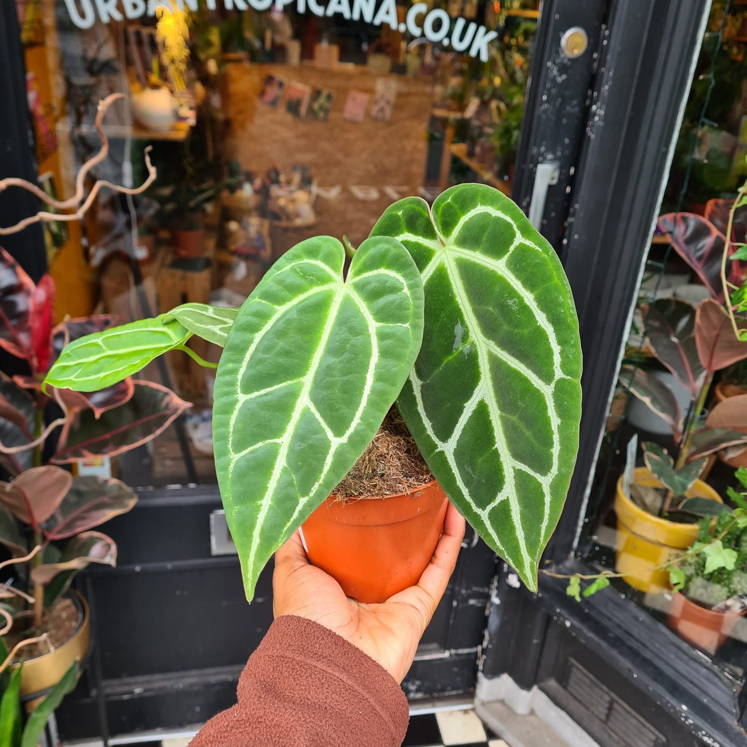 An Anthurium Crystallium plant also known as a Strap Flower plant in front of Urban Tropicana&