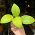 A Hoya Callistophylla plant also known as a Veined Hoya in front of Urban Tropicana&