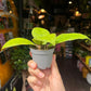 A Hoya Callistophylla plant also known as a Veined Hoya in front of Urban Tropicana&