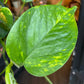 Epipremnum Aureum | Golden Pothos | 15cm pot