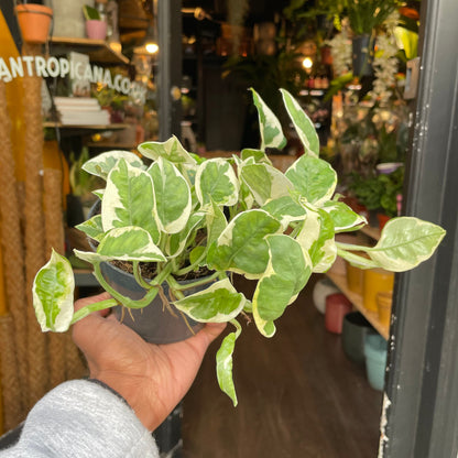 Epipremnum Aureum N’joy | 12cm pot