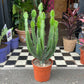 A Euphorbia plant also known as a African Milk Tree in front of Urban Tropicana&