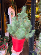 Pinus Silver Crest | 17cm pot