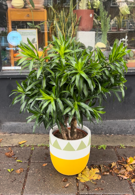 Dracaena Song of Jamaica | 30cm pot