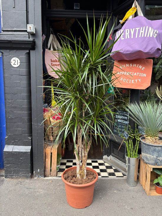 Dracaena Marginata | 40cm pot