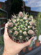 Parodia Manmulosa | 10.5cm pot
