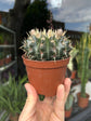 Parodia Manmulosa | 10.5cm pot
