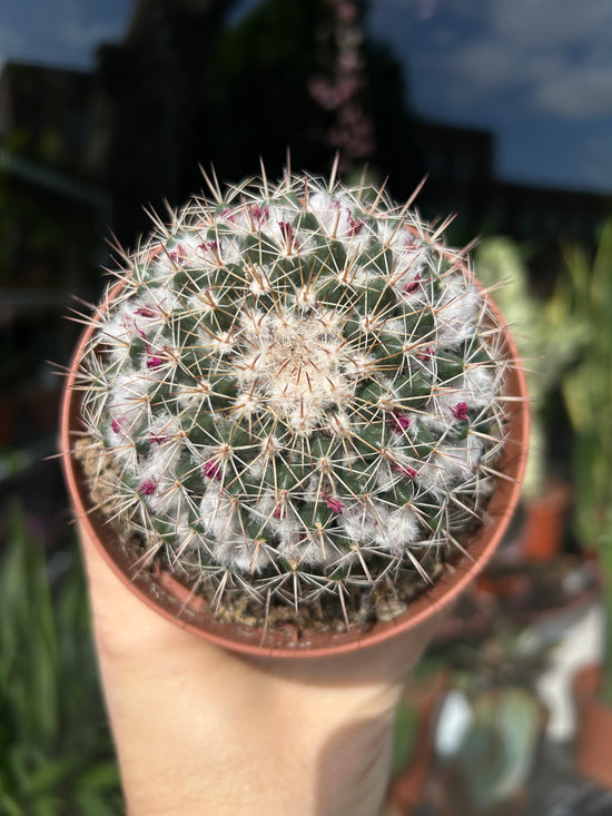 Mammillaria Polythele | 10.5cm pot