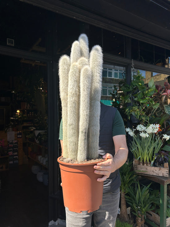 Cleistocactus Straussi | 27cm pot