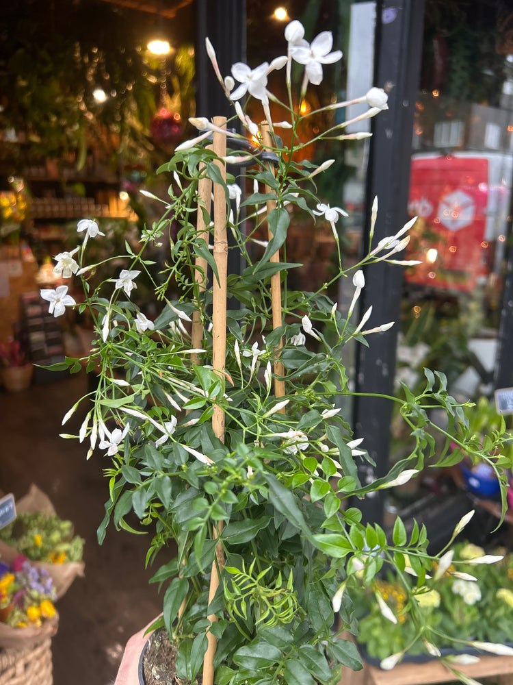 Jasmine Polyanthum also known as White Jasmine in front of Urban Tropicana’s plant shop in Chiswick, London