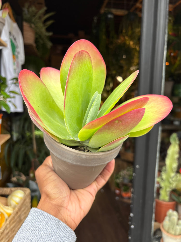 A Kalanachoe Thrysiflora plant in front of Urban Tropicana’s Plant Shop in Chiswick London