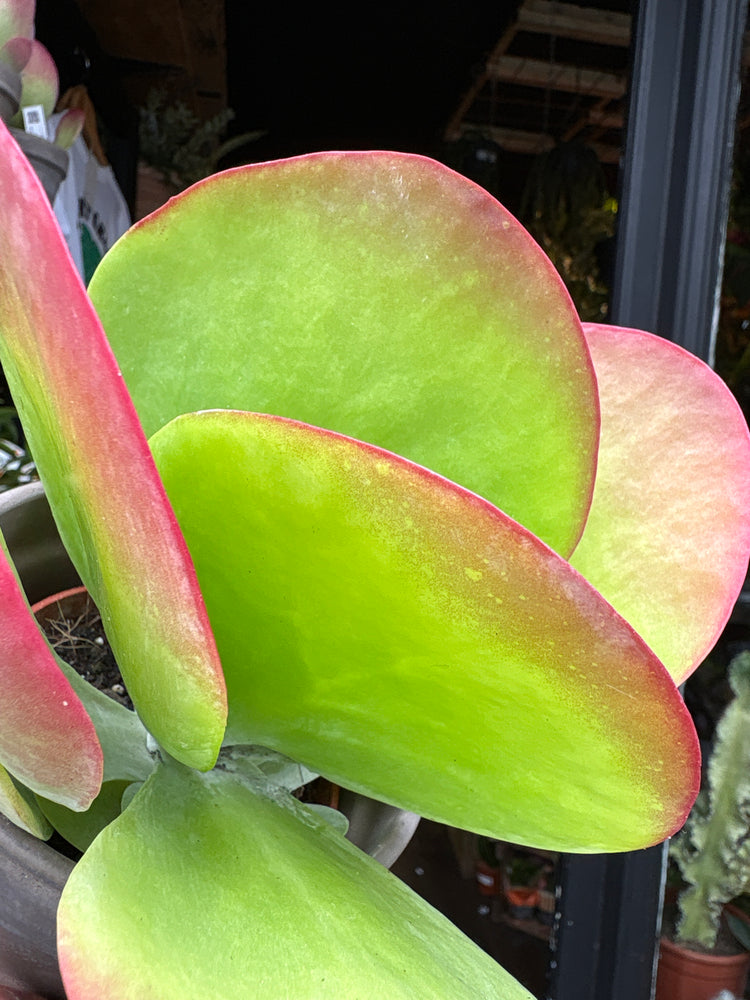A Kalanachoe Thrysiflora plant in front of Urban Tropicana’s Plant Shop in Chiswick London