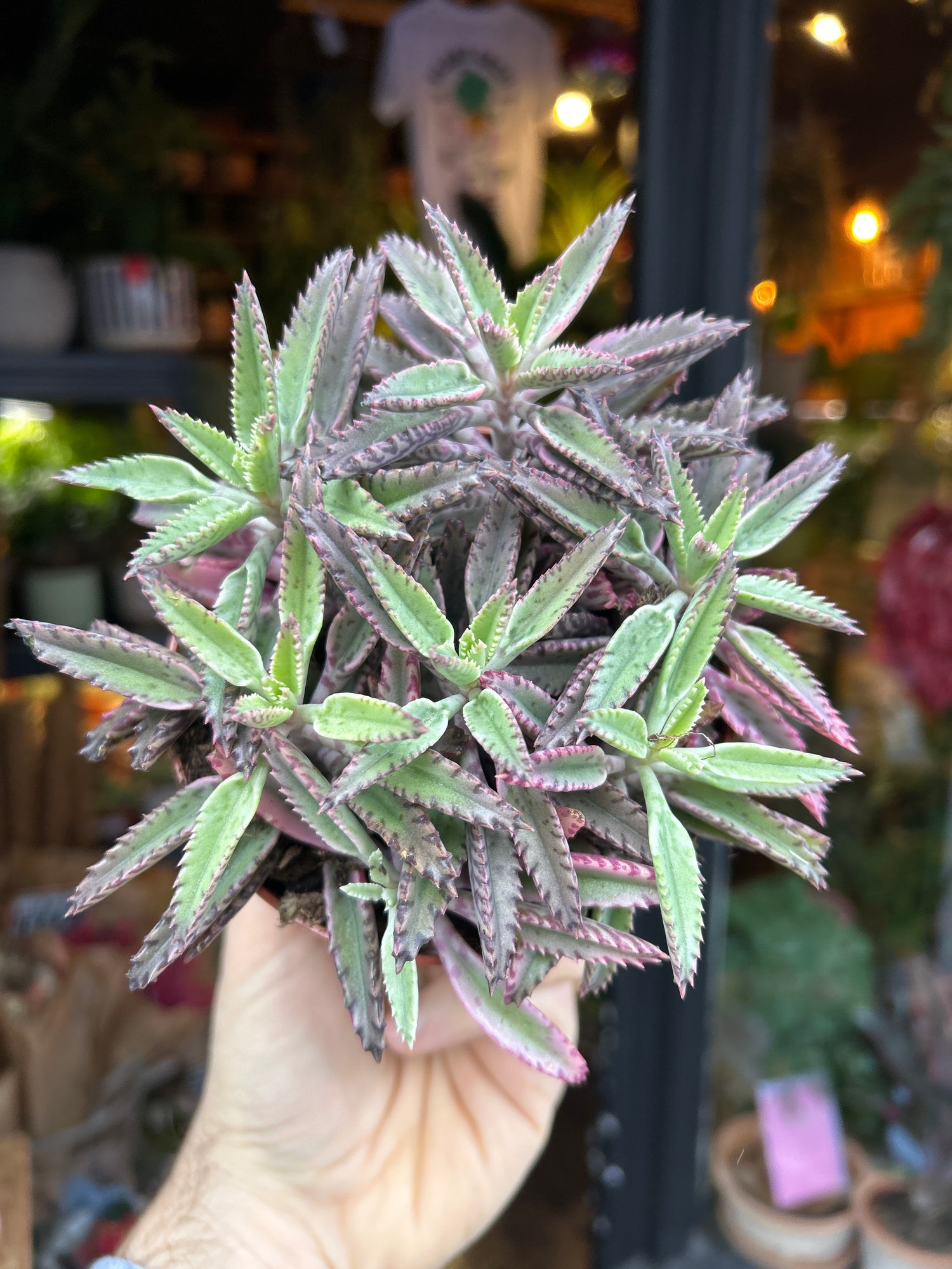 A Kalanchoe Daigremontiana Pink Butterfly plant in front of Urban Tropicana’s Plant Shop in Chiswick London