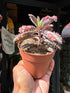 Kalanchoe daigremontiana ‘Pink Butterfly’ succulent in 8cm pot outside Urban Tropicana plant shop in Chiswick, London