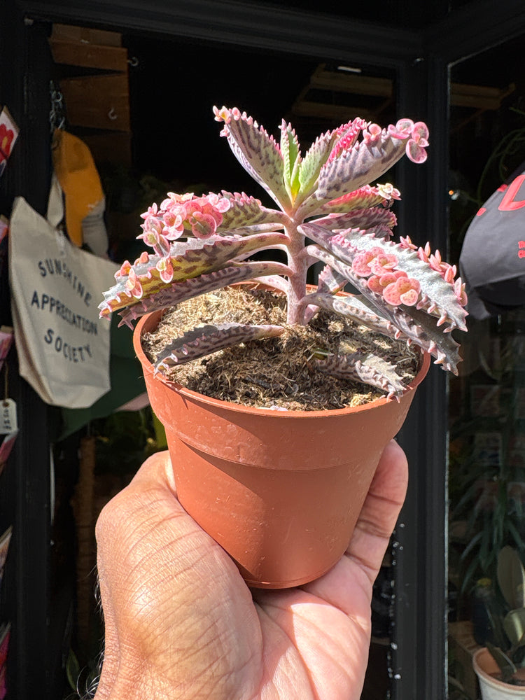 Kalanchoe daigremontiana ‘Pink Butterfly’ succulent in 8cm pot outside Urban Tropicana plant shop in Chiswick, London