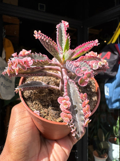 Kalanchoe daigremontiana ‘Pink Butterfly’ succulent in 8cm pot outside Urban Tropicana plant shop in Chiswick, London