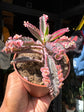 Kalanchoe daigremontiana ‘Pink Butterfly’ succulent in 8cm pot outside Urban Tropicana plant shop in Chiswick, London