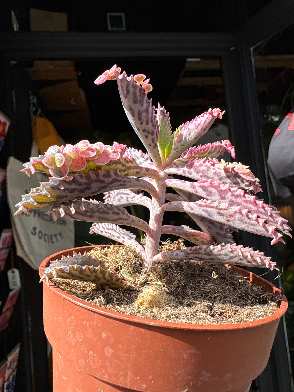 Kalanchoe daigremontiana ‘Pink Butterfly’ succulent in 8cm pot outside Urban Tropicana plant shop in Chiswick, London