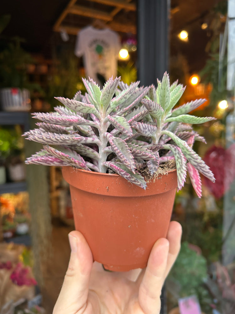 A Kalanchoe Daigremontiana Pink Butterfly plant in front of Urban Tropicana’s Plant Shop in Chiswick London