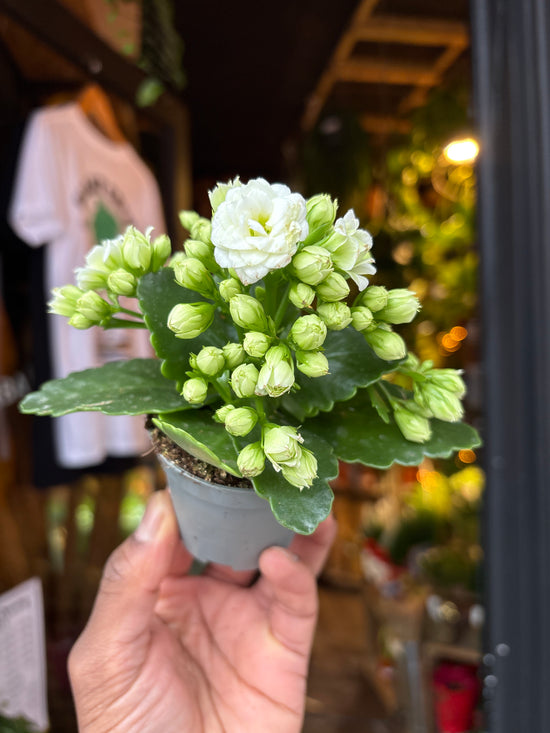 A Kalanchoe Greta in front of Urban Tropicana’s Plant Shop in Chiswick London