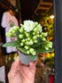 A Kalanchoe Greta in front of Urban Tropicana’s Plant Shop in Chiswick London