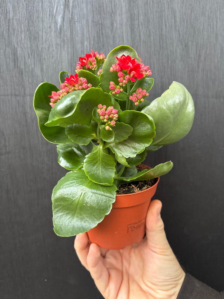 Hand holding a potted plant with red flowers on a dark surface