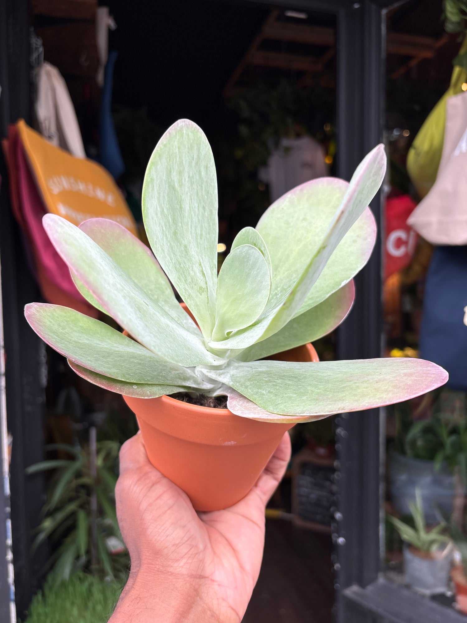 A Kalanchoe Thrysiflora, also known as Paddle Plant, Flapjack Plant or Desert Cabbage, outside Urban Tropicana, a houseplant store in Chiswick, London 