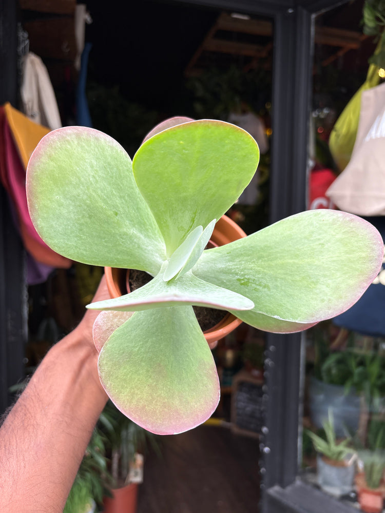 A Kalanchoe Thrysiflora, also known as Paddle Plant, Flapjack Plant or Desert Cabbage, outside Urban Tropicana, a houseplant store in Chiswick, London 