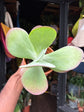 A Kalanchoe Thrysiflora, also known as Paddle Plant, Flapjack Plant or Desert Cabbage, outside Urban Tropicana, a houseplant store in Chiswick, London 