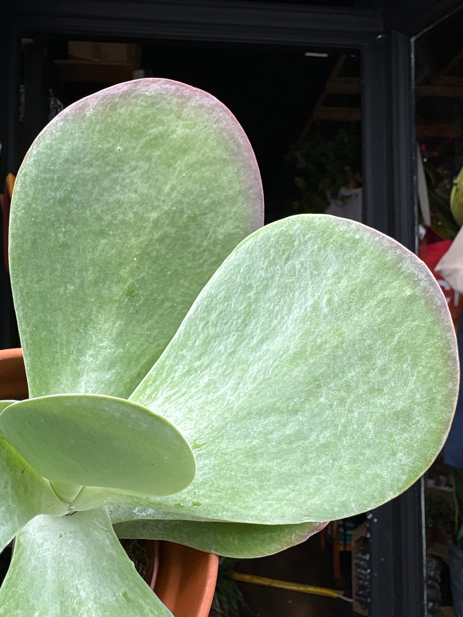 A Kalanchoe Thrysiflora, also known as Paddle Plant, Flapjack Plant or Desert Cabbage, outside Urban Tropicana, a houseplant store in Chiswick, London 