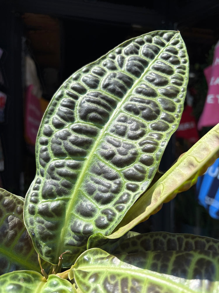 Labisia Obtusifolia ‘Kura Kura’, also known as Labisia Turtleback, plant outside Urban Tropicana plant shop in Chiswick, London