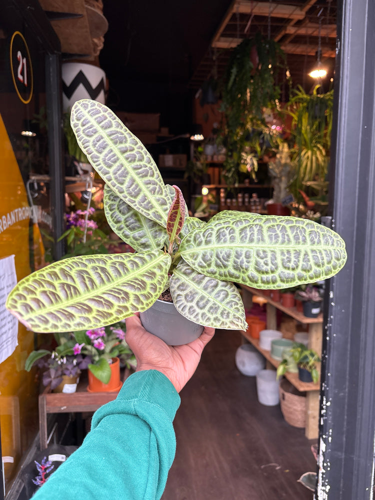 Labisia obtusifolia ‘Kura Kura’ plant in 13cm pot outside Urban Tropicana plant shop in Chiswick, London