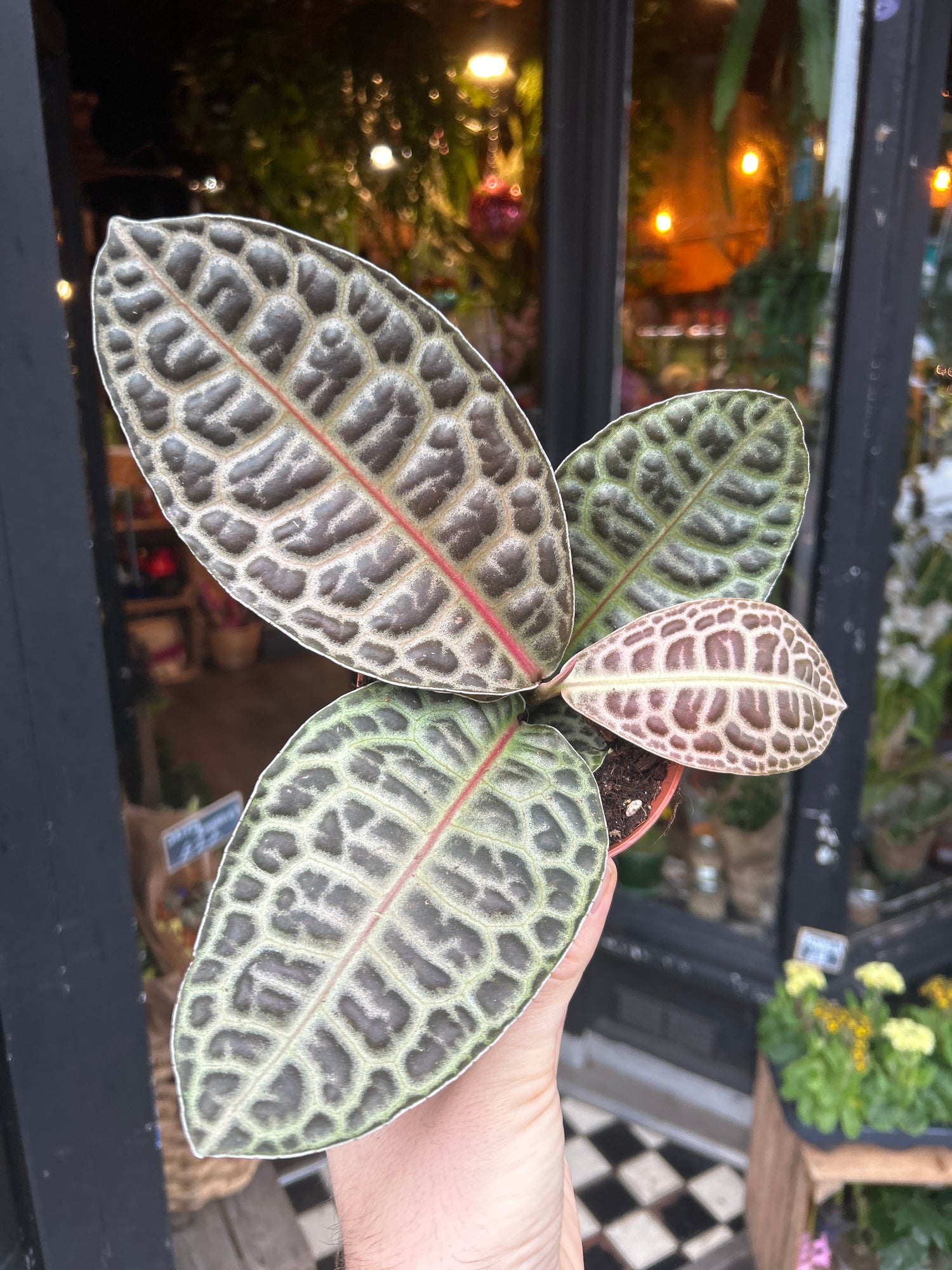 A Labisia Turtle Back also known as a Labisia Obtusifolia plant in front of Urban Tropicana’s plant shop in Chiswick, London