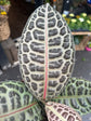 A Labisia Turtle Back also known as a Labisia Obtusifolia in front of Urban Tropicana’s plant shop in Chiswick, London