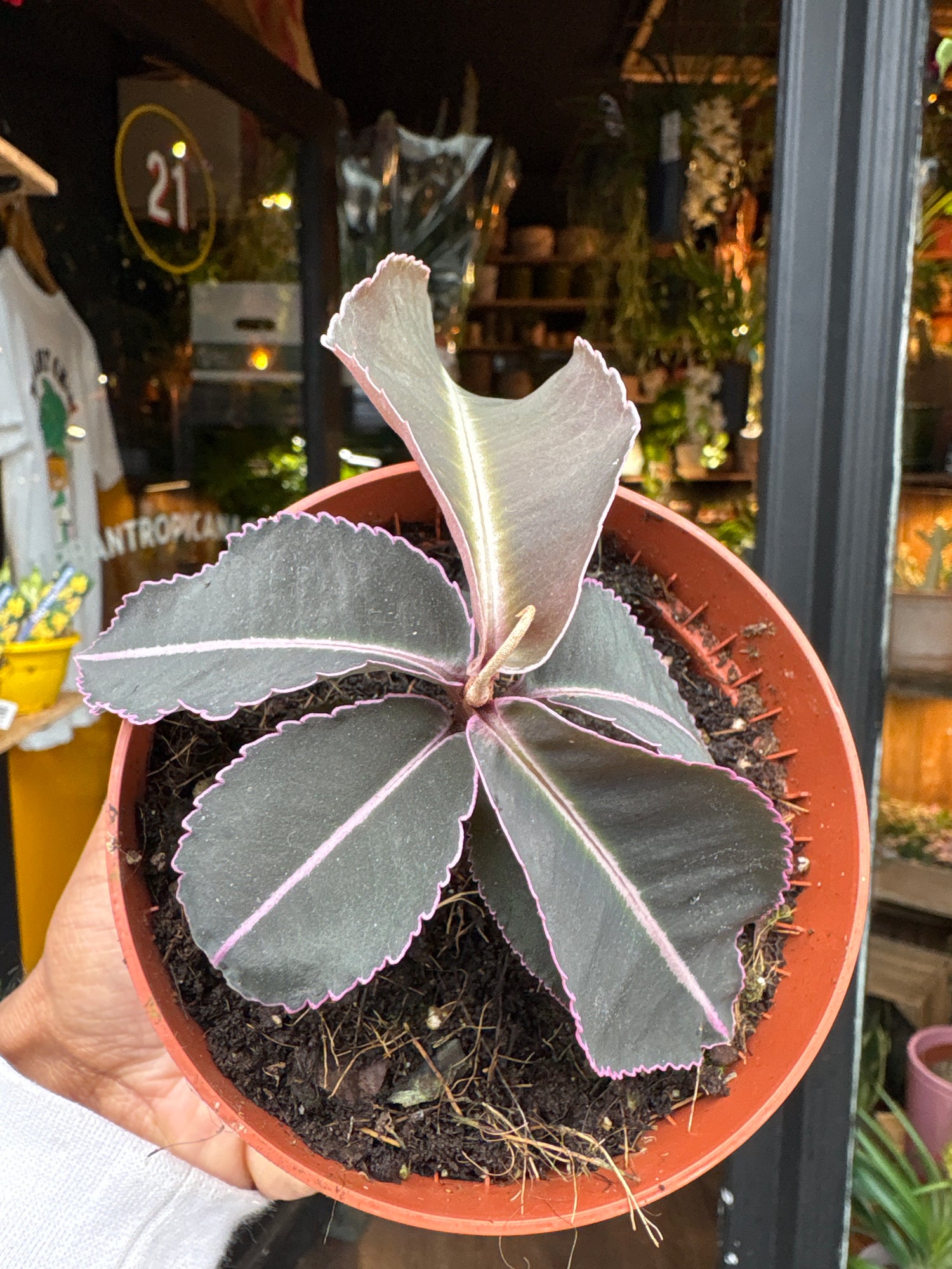 A Labisia pumila plant in front of Urban Tropicana’s Plant Shop in Chiswick London