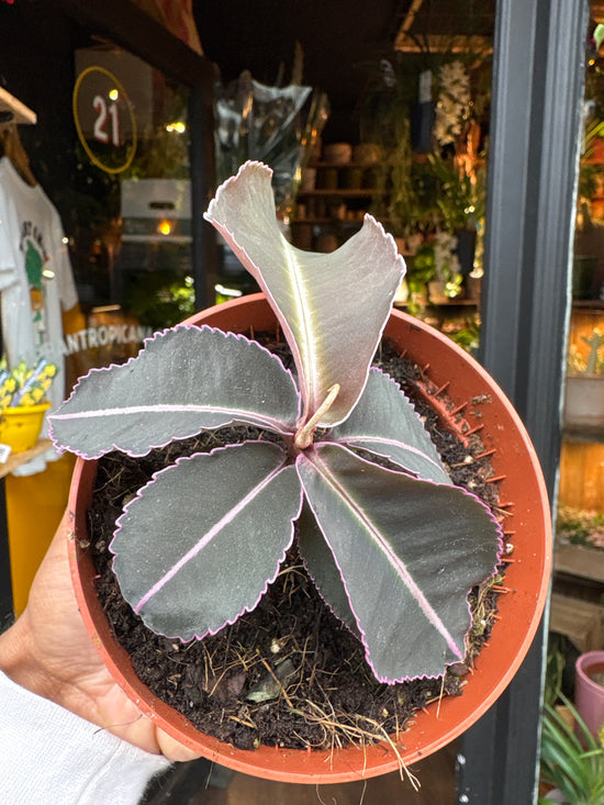 A Labisia pumila plant in front of Urban Tropicana’s Plant Shop in Chiswick London