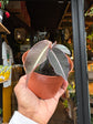 A Labisia pumila plant in front of Urban Tropicana’s Plant Shop in Chiswick London