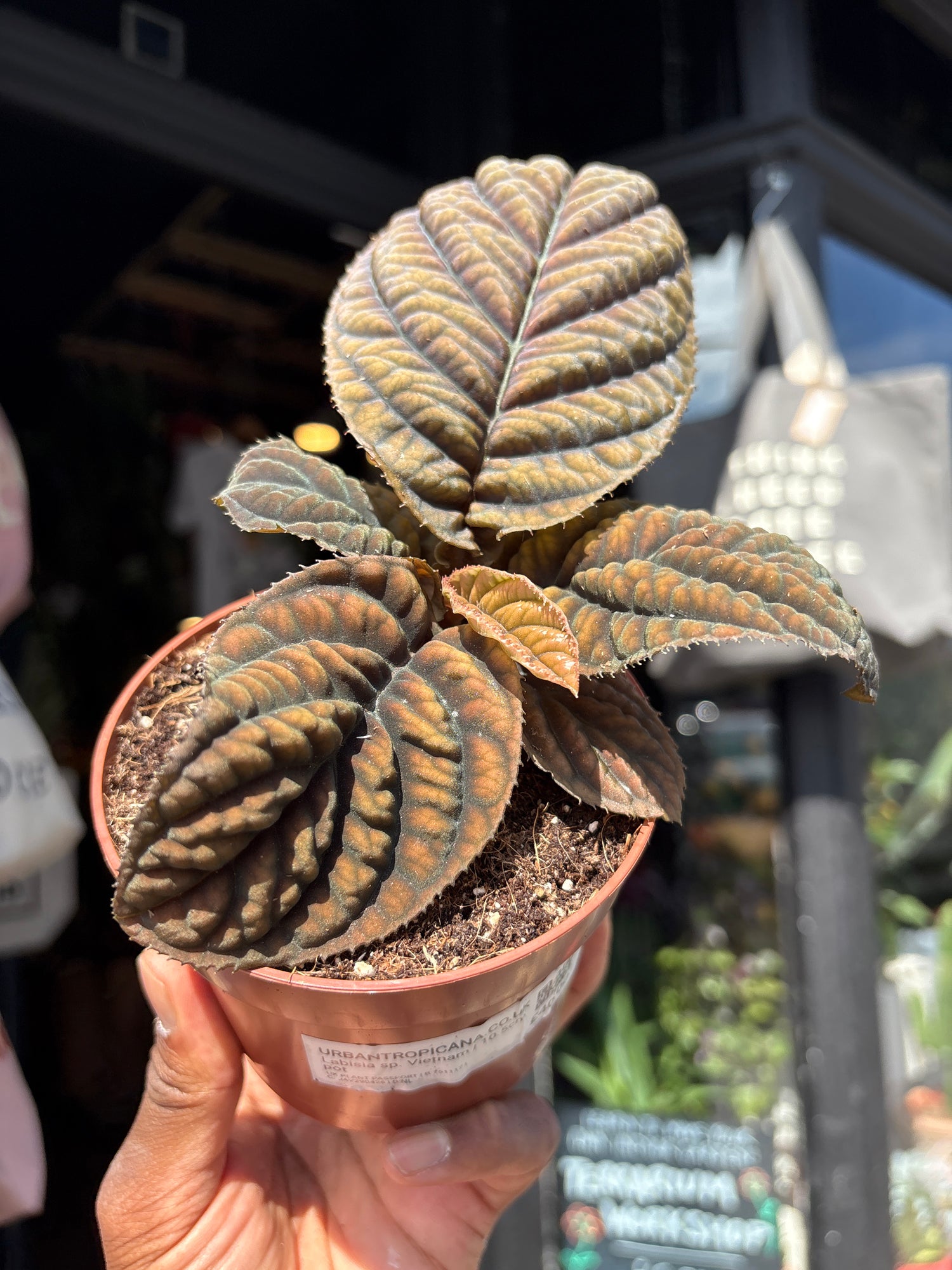Labisia sp. Vietnam houseplant outside Urban Tropicana plant shop in Chiswick, London