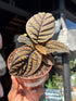 Labisia sp. Vietnam houseplant outside Urban Tropicana plant shop in Chiswick, London