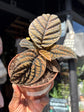 Labisia sp. Vietnam houseplant outside Urban Tropicana plant shop in Chiswick, London