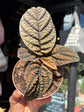 Labisia sp. Vietnam houseplant outside Urban Tropicana plant shop in Chiswick, London