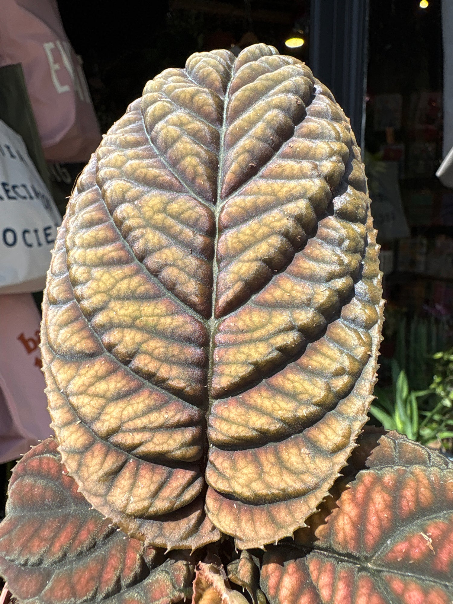 Labisia sp. Vietnam houseplant outside Urban Tropicana plant shop in Chiswick, London