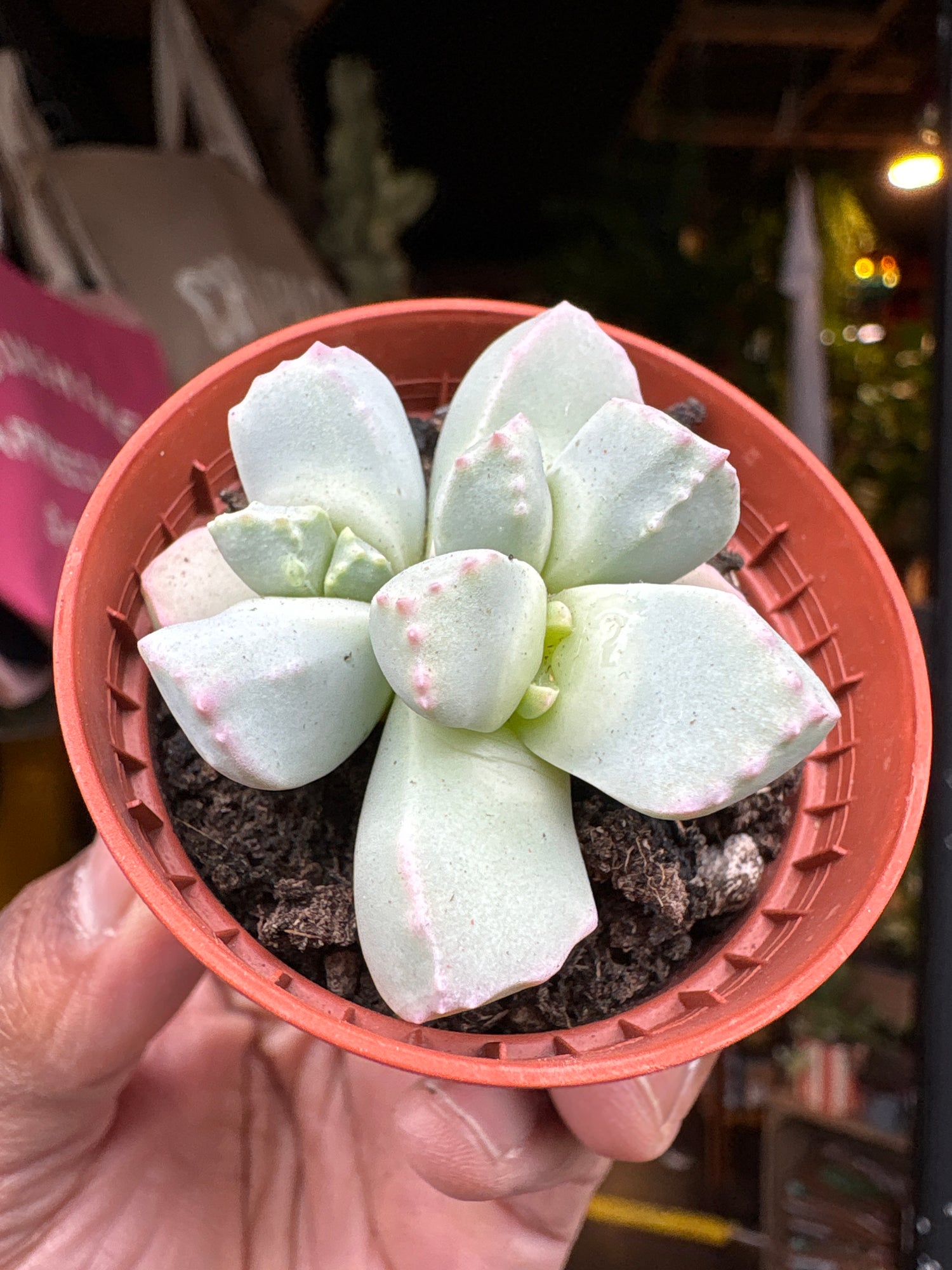 A Lapidaria Margaretae plant in front of Urban Tropicana’s plant shop in Chiswick, London