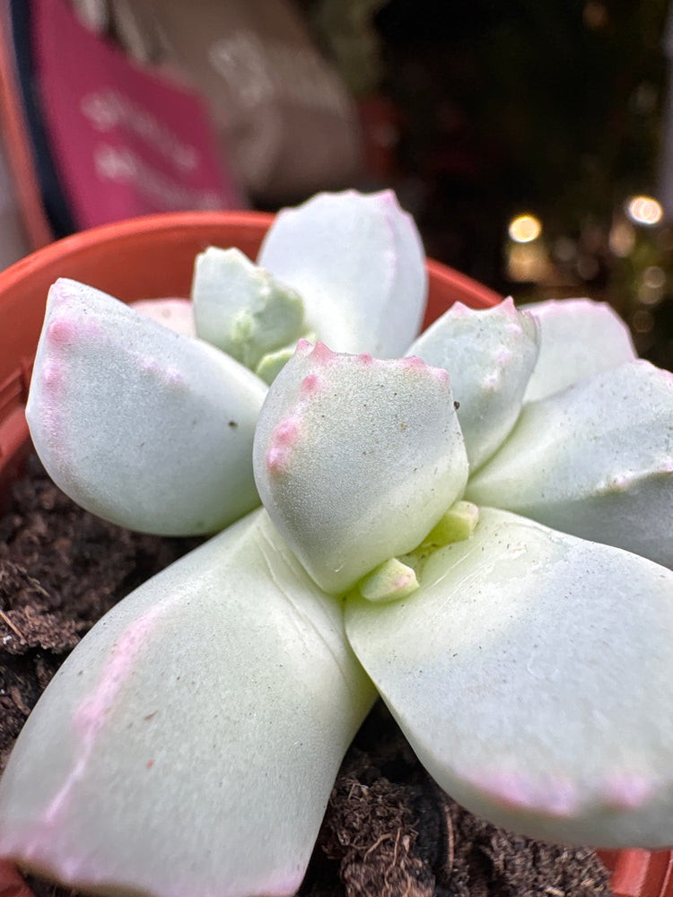 A Lapidaria Margaretae plant in front of Urban Tropicana’s plant shop in Chiswick, London