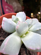 A Lapidaria Margaretae plant in front of Urban Tropicana’s plant shop in Chiswick, London