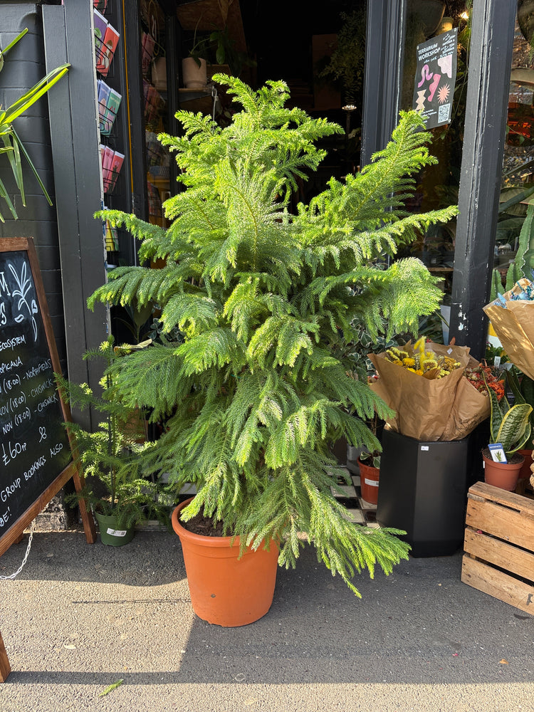 Araucaria Heterophylla also known as a Norfolk Pine in Urban Tropicana’s plant shop in Chiswick London