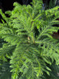 Araucaria Heterophylla also known as a Norfolk Pine in Urban Tropicana’s plant shop in Chiswick London