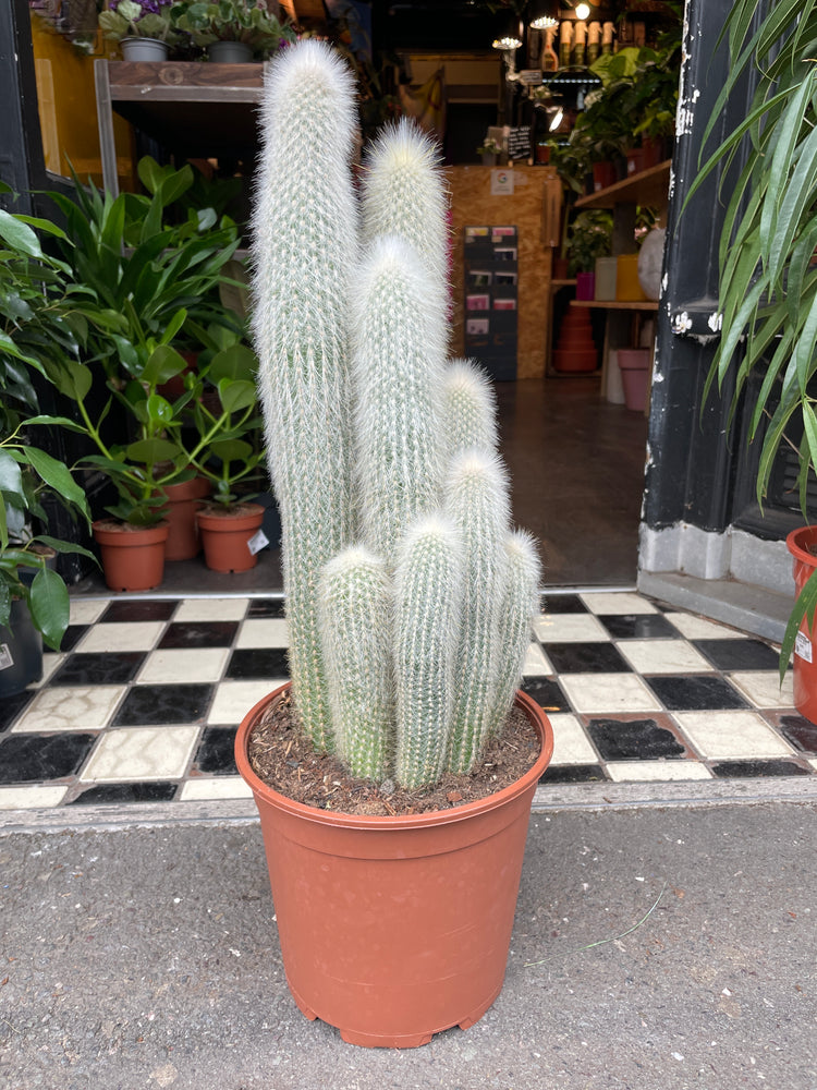 A Cleistocactus Straussi plant also known as a Silver Torch Cactus in front of Urban Tropicana&