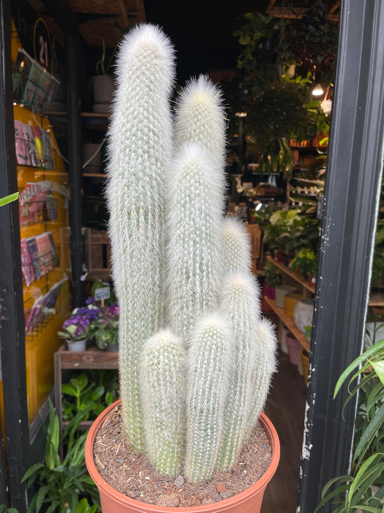 A Cleistocactus Straussi plant also known as a Silver Torch Cactus in front of Urban Tropicana&